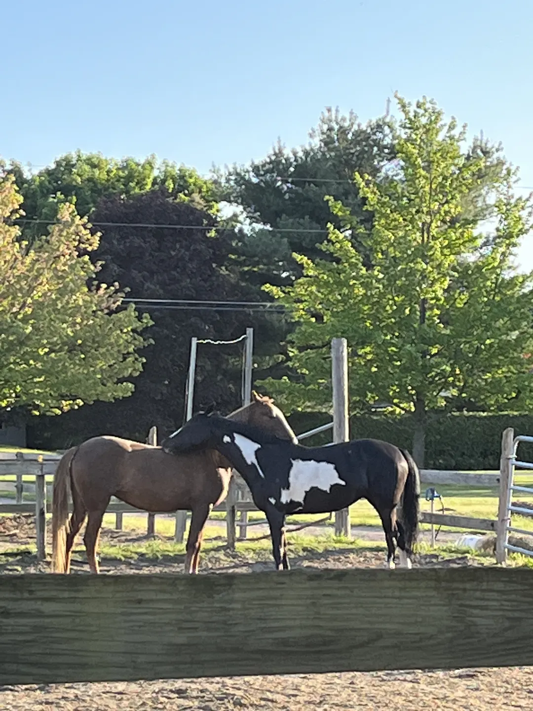 A buckskin and a paint horse together in a sandy paddock