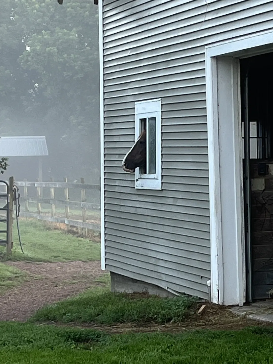 A horse looking out of a barn window on a misty morning